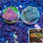 LiveAquaria® Two Pack Cultured Montipora Coral & Ultra Chalice Coral (click for more detail)