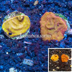 LiveAquaria® Two Pack Cultured Leptoseris Coral (click for more detail)