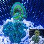 Mini Carpet Anemone, Two Pack (click for more detail)
