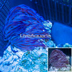 Long Tentacle Anemone (click for more detail)