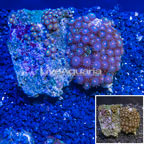 Zoanthus Coral Vietnam (click for more detail)