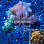 Toadstool and Anthelia Waving Hand Coral Combo Rock Vietnam (click for more detail)