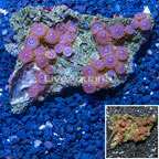 Zoanthus Coral Vietnam (click for more detail)
