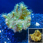Devil's Hand Leather Coral Indonesia (click for more detail)