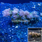 Xenia Coral Indonesia (click for more detail)