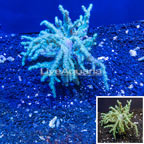 Sinularia Leather Coral Vietnam (click for more detail)