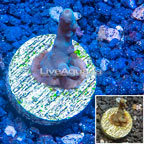 LiveAquaria® Cultured Acropora Coral (click for more detail)