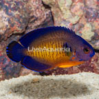 Coral Beauty Angelfish (click for more detail)