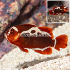 Peacekeeper Maroon Clownfish [Blemish] (click for more detail)