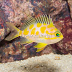 Blotched Anthias (click for more detail)
