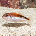 Freckled Hawkfish (click for more detail)