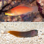 Scarlet Pin Stripe Wrasse and Bicolor Blenny, Pair (click for more detail)
