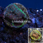 LiveAquaria® Cultured Ultra Chalice Coral (click for more detail)