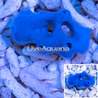 Blue Sponge (click for more detail)