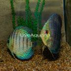 Turquoise Discus, Pair (click for more detail)