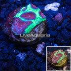 LiveAquaria® Cultured Favia Coral (click for more detail)