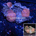 Rhodactis Mushroom Rock Australia (click for more detail)