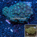 Zoanthus Coral Africa (click for more detail)