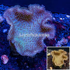 Toadstool Leather Coral Vietnam (click for more detail)