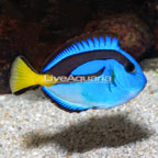Yellow Belly Blue Tang (click for more detail)