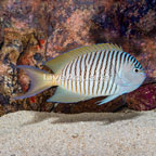 Spotbreast Angelfish (click for more detail)