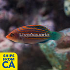 Six Line Wrasse  (click for more detail)