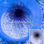 Tube Anemone (click for more detail)