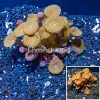 Protopalythoa Coral Indonesia (click for more detail)