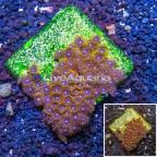 Zoanthus Coral Indonesia (click for more detail)