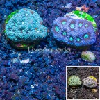 LiveAquaria® Two Pack Cultured Favia Coral (click for more detail)