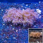 LiveAquaria® Two Pack Cultured Anthelia Coral (click for more detail)