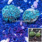 LiveAquaria® Two Pack Cultured Galaxea Coral (click for more detail)