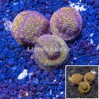LiveAquaria® Three Pack Cultured Leptoseris Coral (click for more detail)