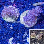 LiveAquaria® Two Pack Cultured Pom Pom Xenia Coral (click for more detail)