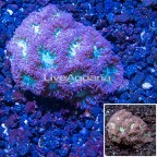 LiveAquaria® Cultured Blastomussa Coral (click for more detail)