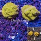 LiveAquaria® Two Pack Cultured Psammacora Coral (click for more detail)
