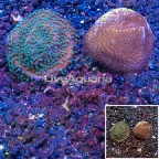 LiveAquaria® Two Pack Cultured Montipora Coral (click for more detail)