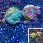 LiveAquaria® Two Pack Cultured Ultra Chalice Coral (click for more detail)