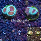 LiveAquaria® Two Pack Cultured Goniastrea Coral (click for more detail)