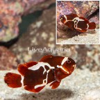 Peacekeeper Maroon Clownfish (click for more detail)