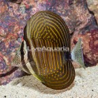 Desjardini Sailfin Tang (click for more detail)