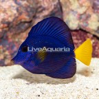 Purple Tang [Blemish] (click for more detail)