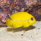 Lemon Peel Angelfish (click for more detail)