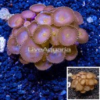 Protopalythoa Coral Indonesia (click for more detail)