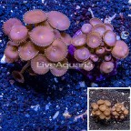 Two Pack Protopalythoa Coral Indonesia (click for more detail)