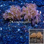 LiveAquaria® Two Pack Cultured Anthelia Coral (click for more detail)