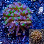LiveAquaria® Cultured Hammer Coral (click for more detail)