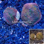 LiveAquaria® Two Pack Cultured Montipora Coral (click for more detail)