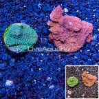 LiveAquaria® Two Pack Cultured Montipora Coral (click for more detail)