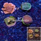 LiveAquaria® Four Pack Cultured Montipora Coral (click for more detail)